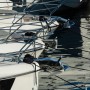 Nuovo Regolamento di attuazione del Codice della nautica: Consiglio di Stato esprime parere favorevole