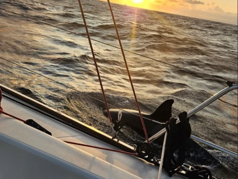 Yacht Club Sanremo: Tosetti su Aspra fermato dalle orche