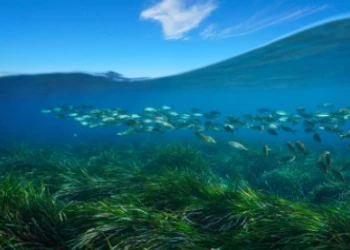 FPT Industrial al fianco di One Ocean Foundation nel progetto Blue Forest