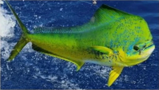 Raduno di Pesca alla Lampuga e dodicesimo Memorial Renato Geronazzo