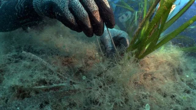 FPT e One Ocean Foundation, Posidonia a Porto Cervo - Credits One Ocean Foundation
