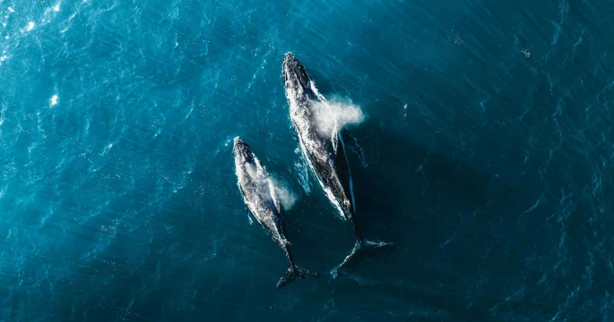 Marine Megafauna in Sailing Guidelines shortlisted for 2026 Sport Positive Award